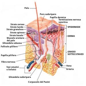 strati pelle